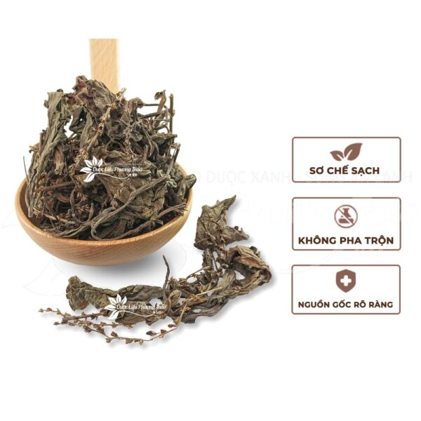 Cây Mã Đề 4 cay ma de 2 1