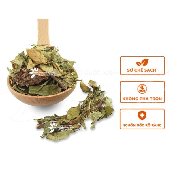 Dây Thìa Canh 4 day thia canh 2 1