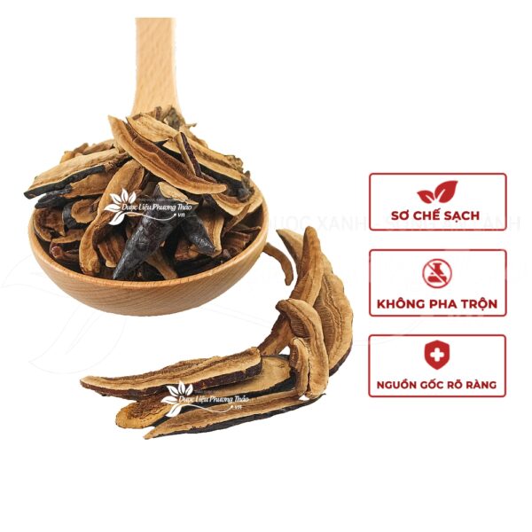 Nấm Lim Xanh 4 nam lim xanh 1 1