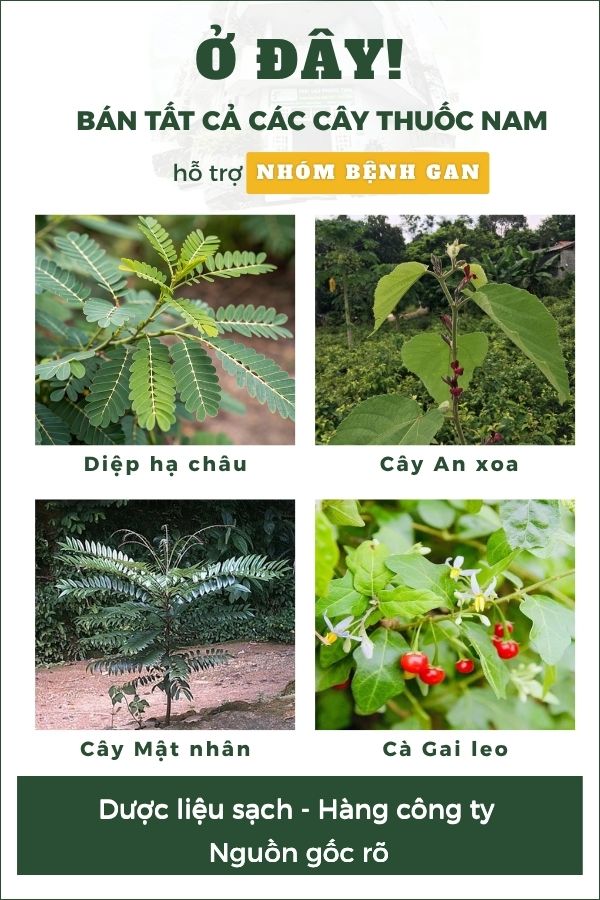 nhóm bệnh gan