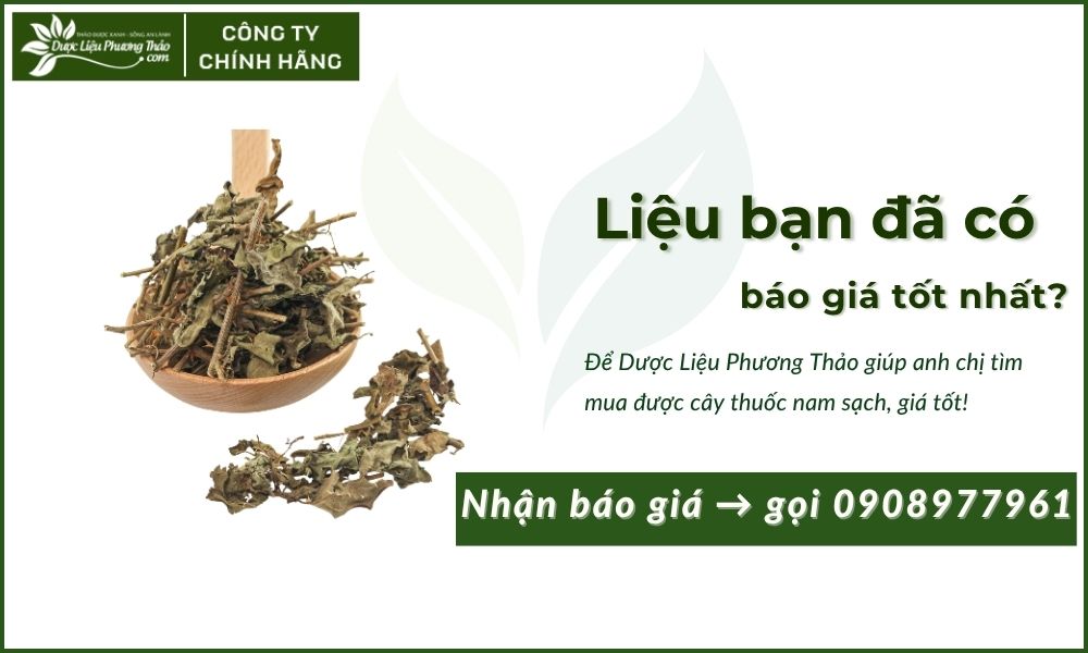 báo giá cà gai leo