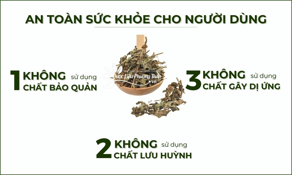 an toàn cà gai leo