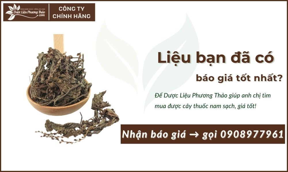 Cây Mã Đề