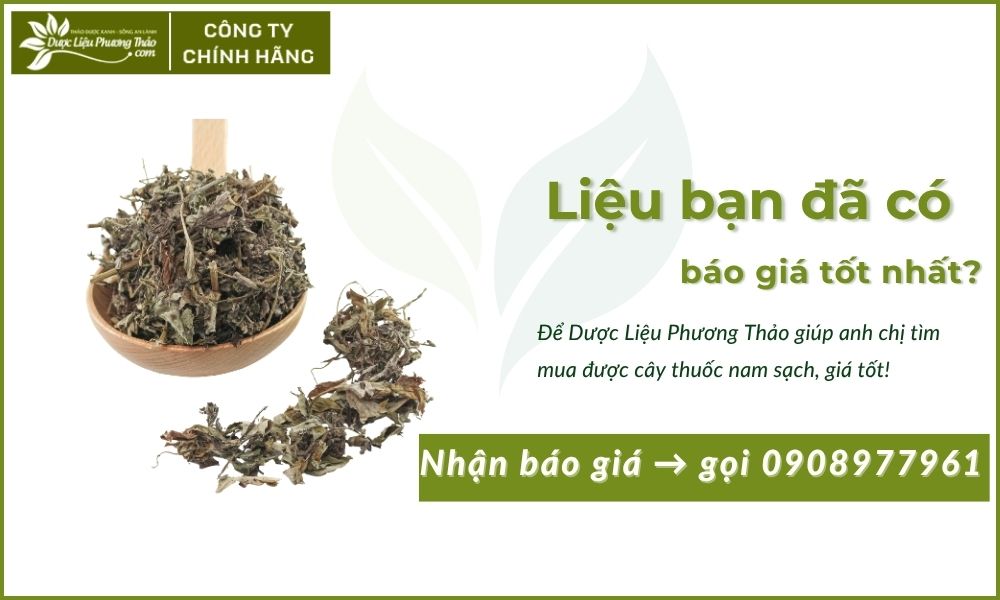 Cây Ngải Cứu