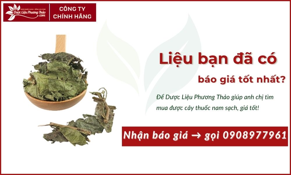 Cây Xạ Đen