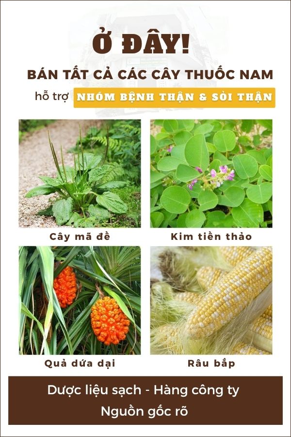 Nhóm Bệnh Thận - Sỏi Thận