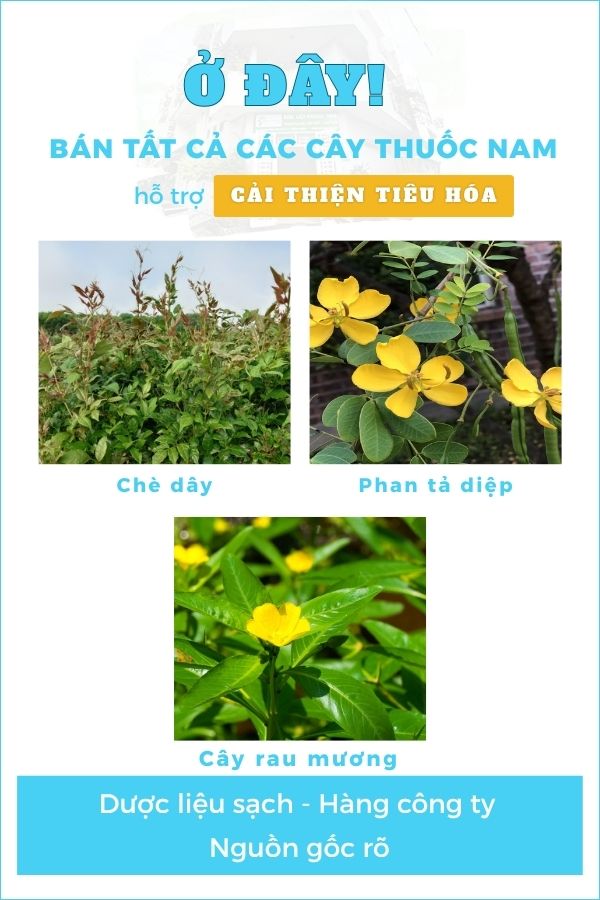 Nhóm cải thiện táo bón