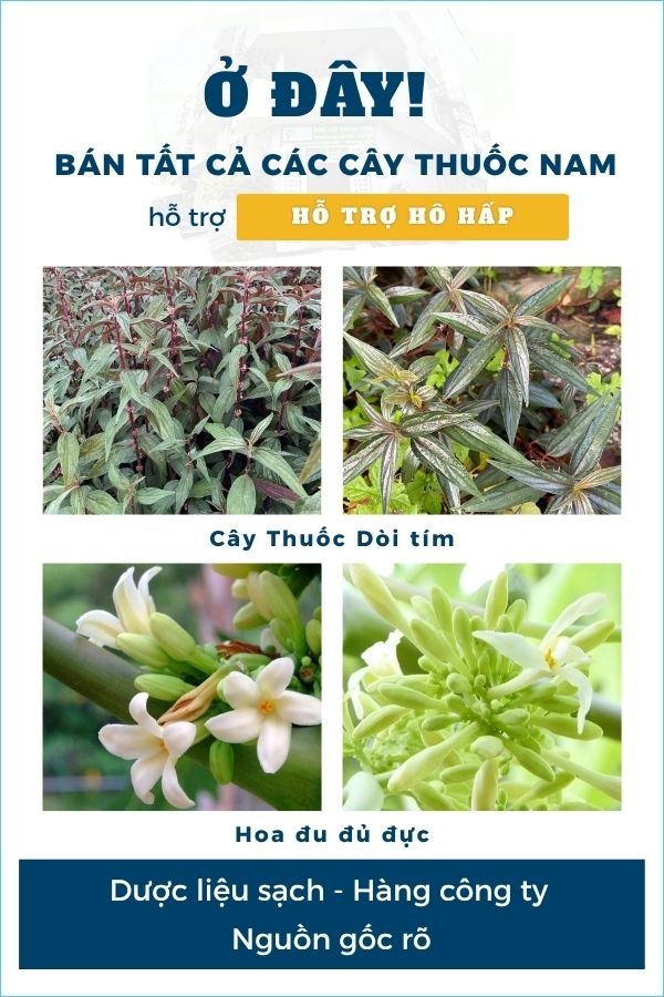 Nhóm hỗ trợ hô hấp